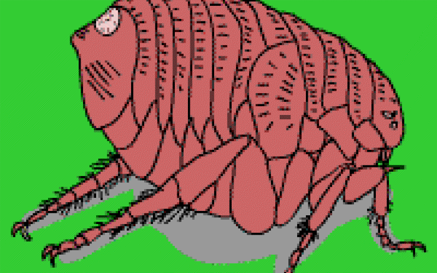 What's Biting the Flea?