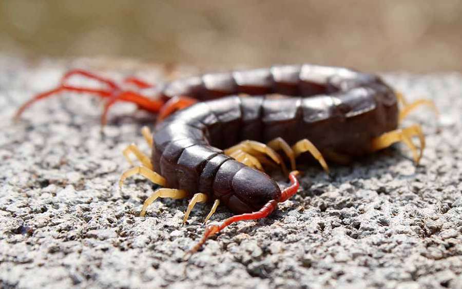 Do centipedes really have 100 feet?