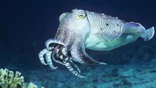 Illustration for A Fish with Three Hearts: Cuttlefish
