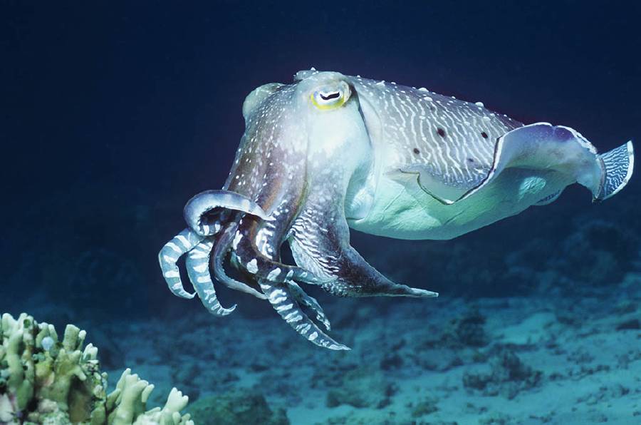 Cuttlefish swimming in ocean