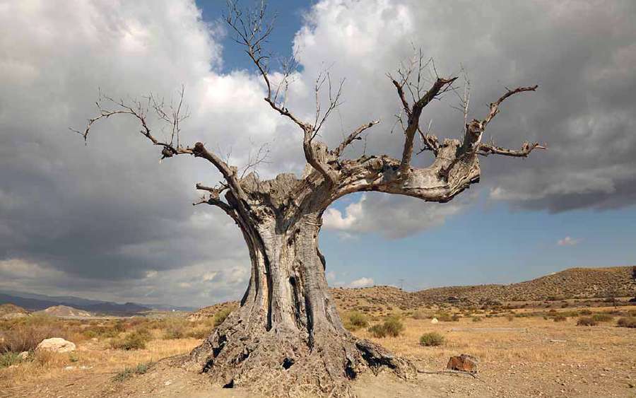 Killing a Tree Softly