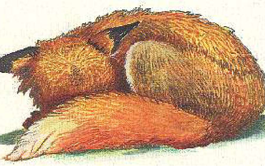 Fox