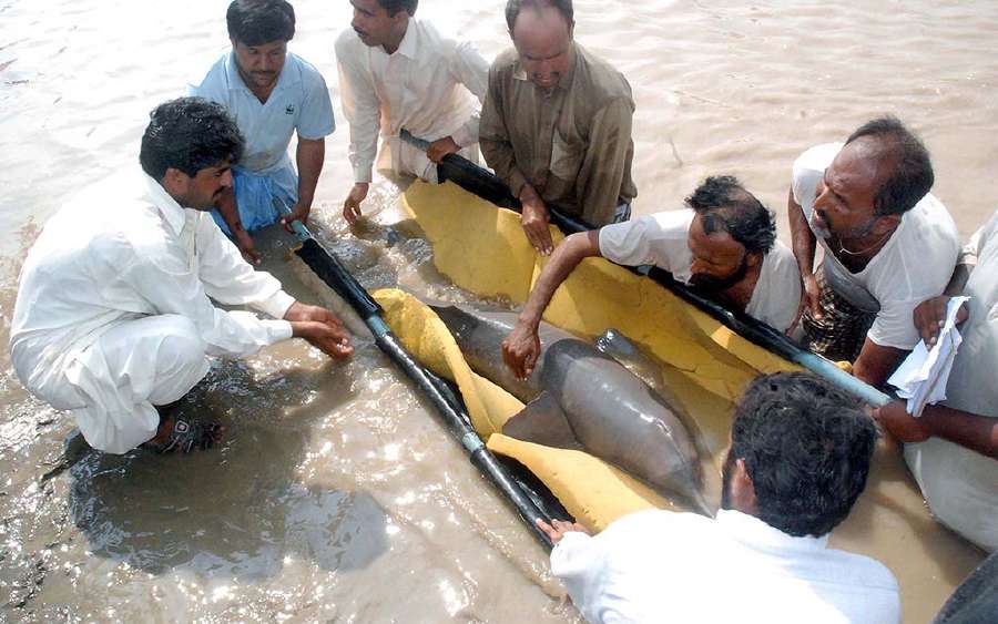 Where is the Rare Blind Dolphin Found?