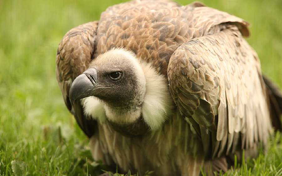 The Vultures are Dying