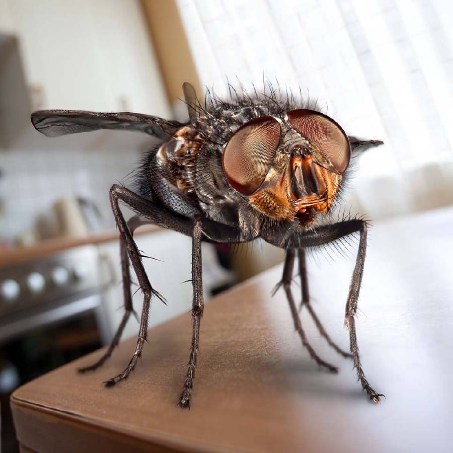 Housefly sits on a table in the kitchen