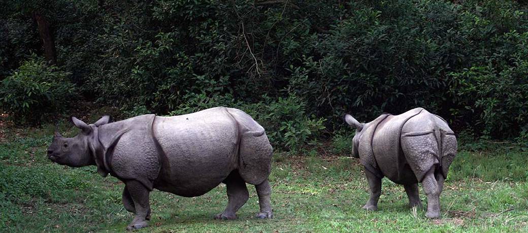 How Many Kinds of Rhinos are There?