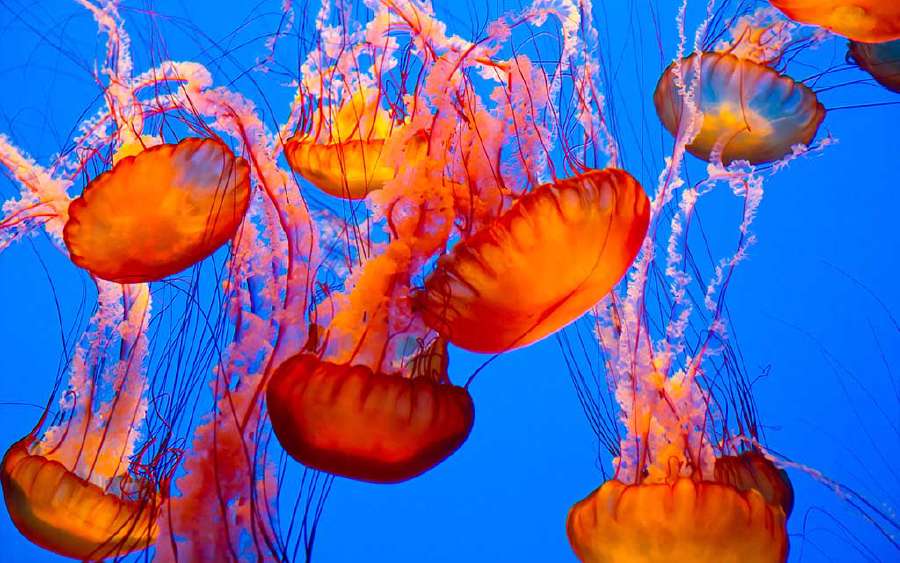 How Do Fish Survive in Icy Waters?