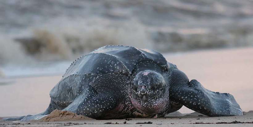 The leatherback sea turtle, sometimes called the lute turtle, is the largest of all living turtles and is the fourth largest reptile
