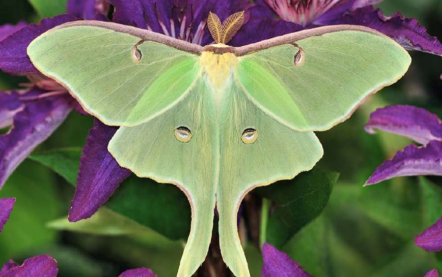 Why are Moths Attracted to Light?