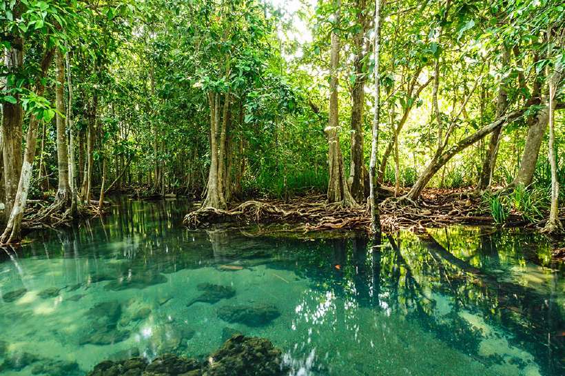 Mangrove forests act as nurseries for many marine species, they protect coastlines, and they regulate sea temperatures within their proximity.