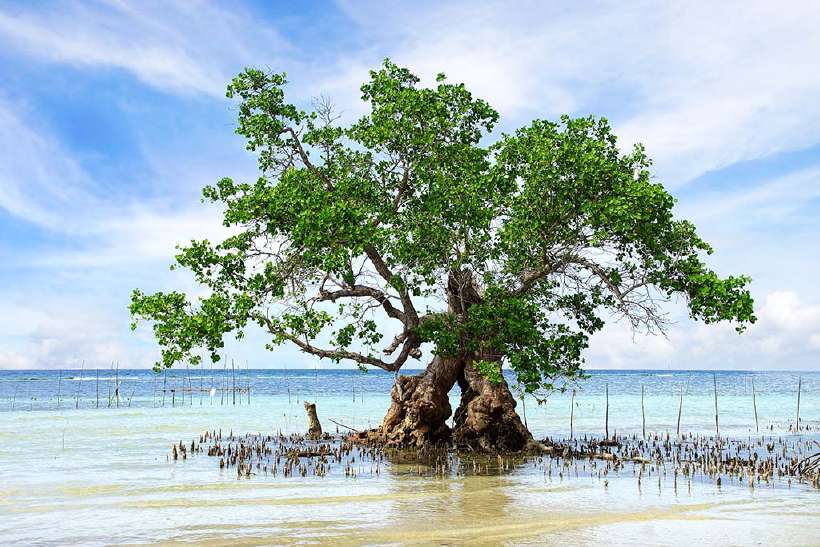 A mangrove tree in water