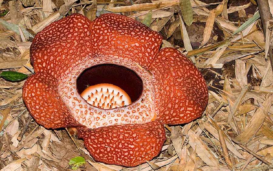 Can Plants be Parasites?