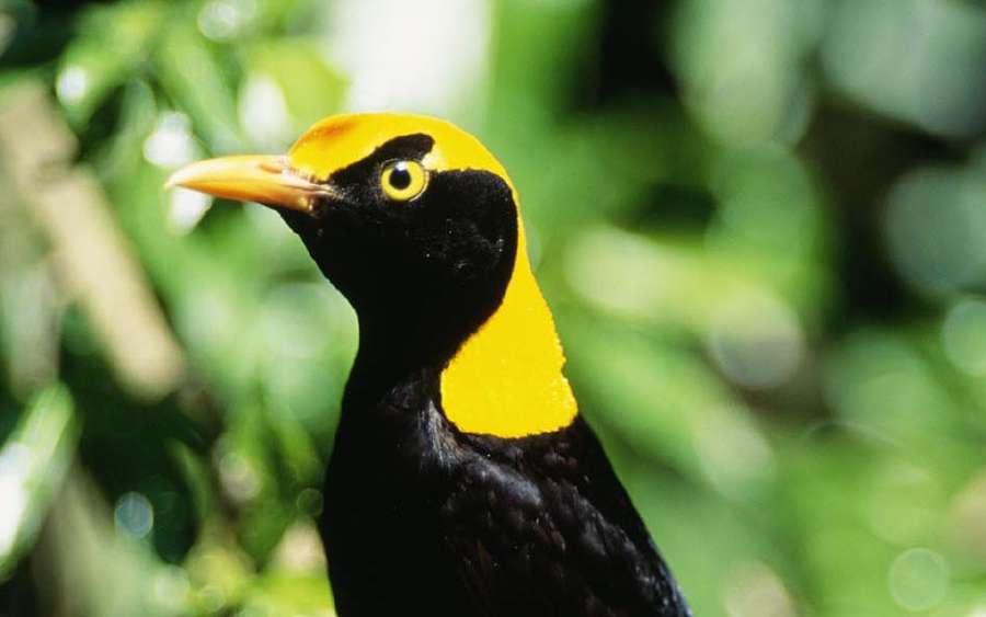The Gardener Bird