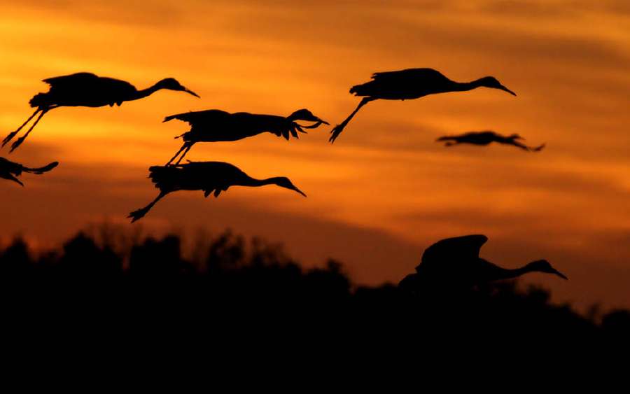 High-tech Crane Migration