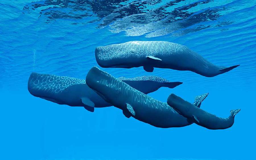 The Whale Hunt is On