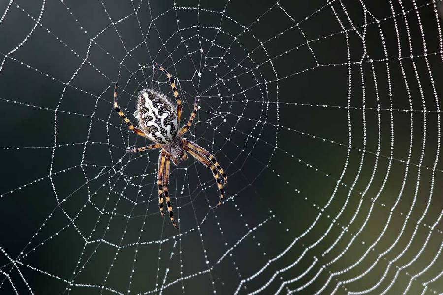 Why don't spiders get caught in their webs?