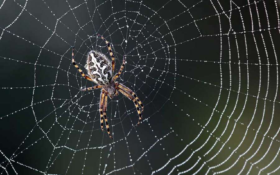 Why Don't Spiders Get Caught in Their Webs?