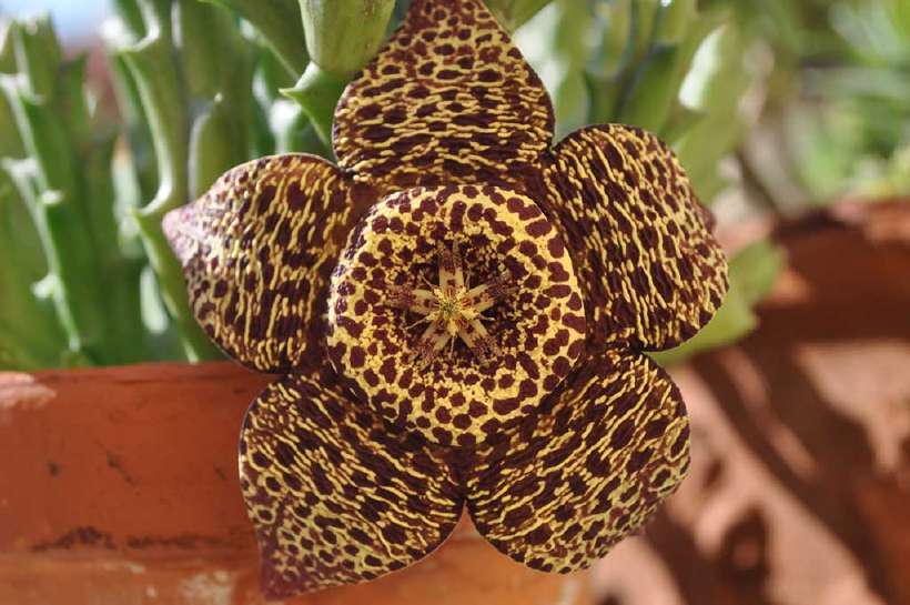 A Stapelia in bloom : many of the commonly grown Stapelia flowers smell of rotting meat and are sometimes called