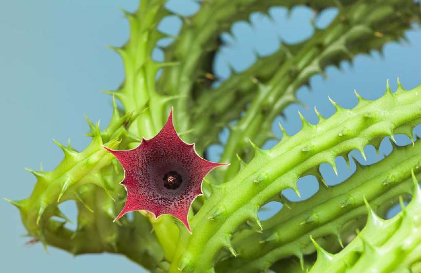 A star shaped succulent Stapelia: Most Stapelia flowers are visibly hairy and generate the odour of rotten flesh