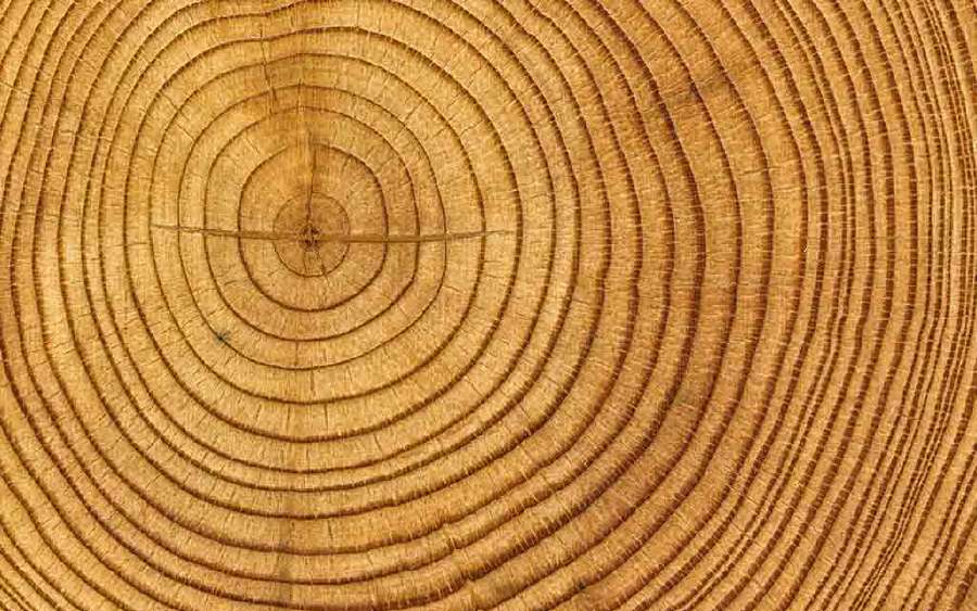 Tree Rings tell many Tales