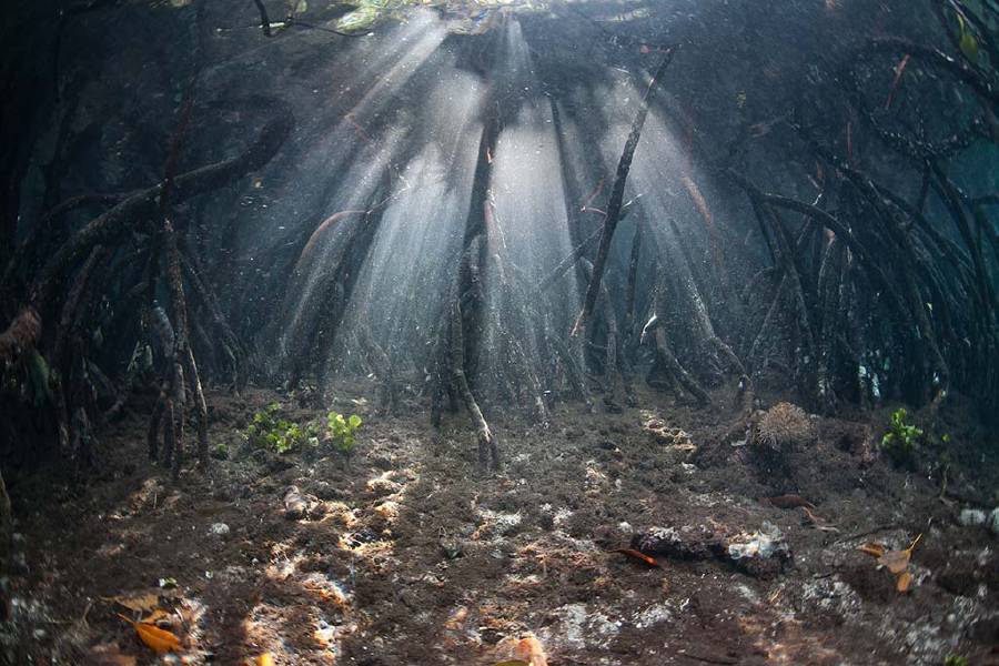 Underwater image of a mangrove-forest: the Importance of the Mangrove Forest