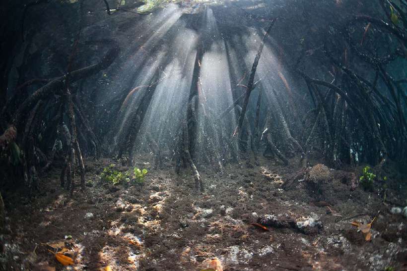 Underwater image of a mangrove-forest: the Importance of the Mangrove Forest