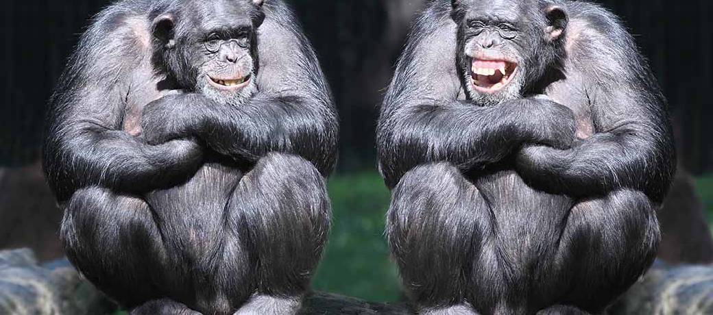 Who's the Brainiest animal of Them All?