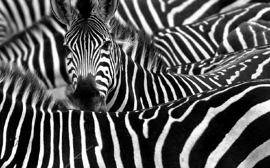 Why are Zebras Striped?