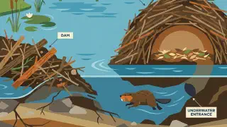Illustration for Why do Beavers Build Dams?