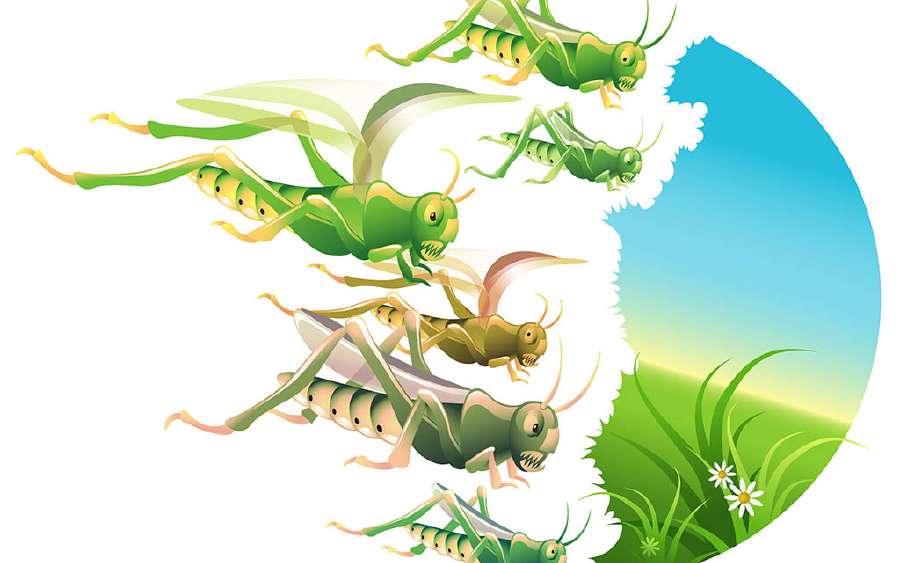 Why do Locusts Swarm?