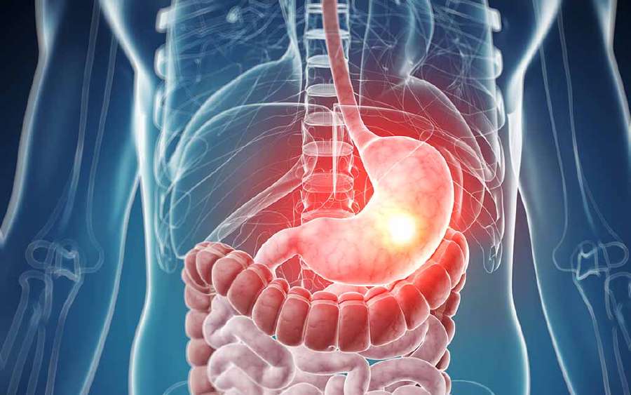 Why doesn't our stomach get digested?