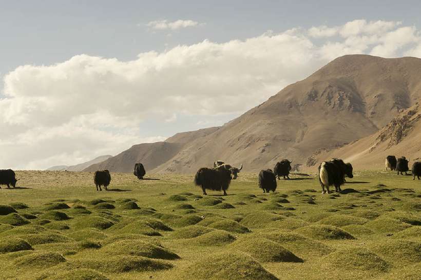 Yaks in the Tibetan plateau – Himalayas Have a Deep Impact on the Climate of the World