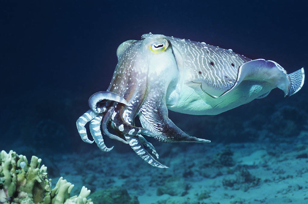 Image result for cuttlefish