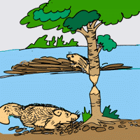 Why do Beavers Build Dams? Why do Beavers Build Dams?