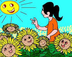 Sunflowers Sunflowers