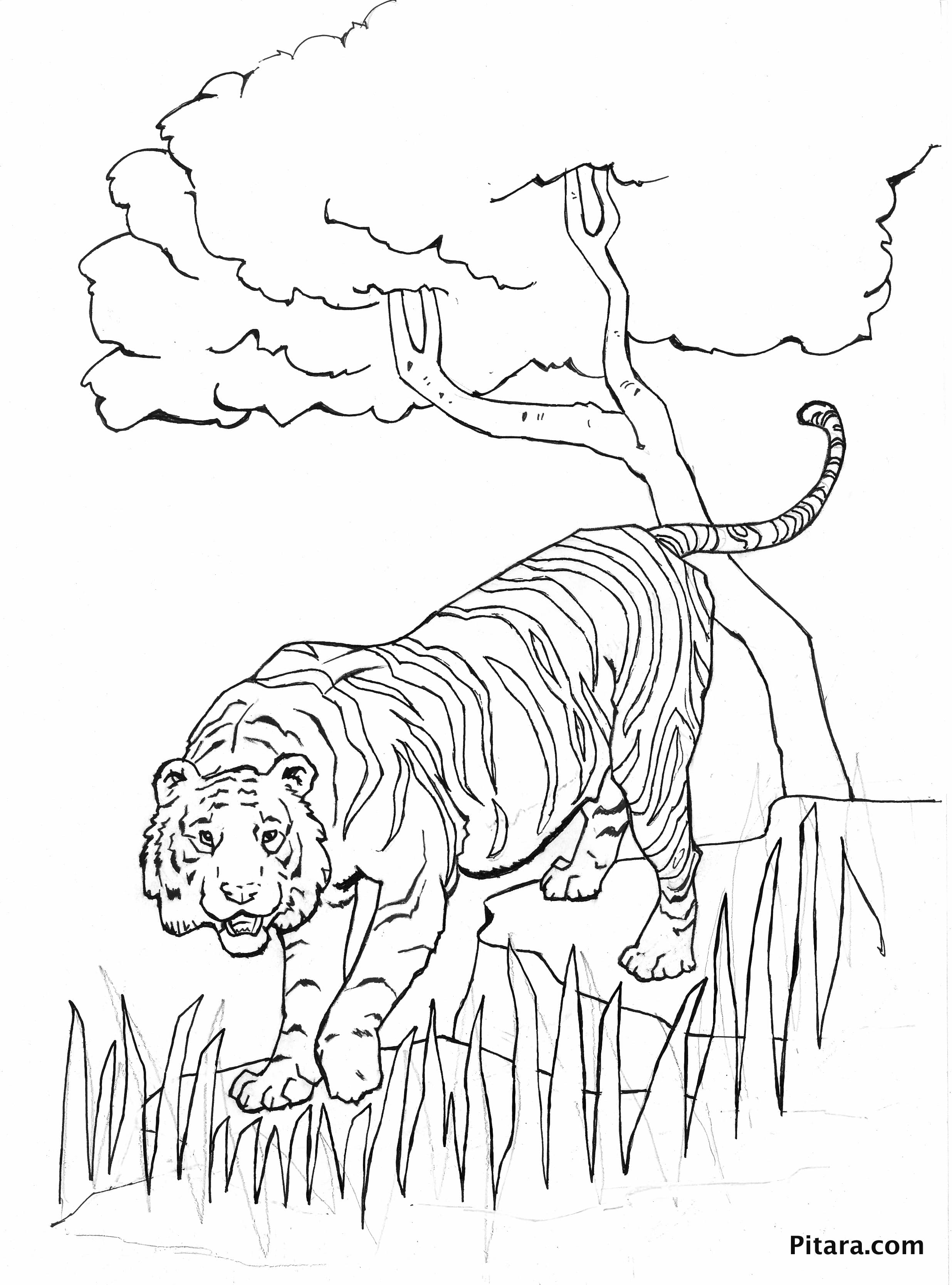 Tiger – Coloring page | Pitara Kids Network