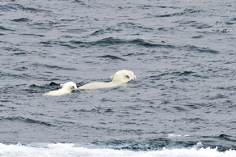 Melting kingdom of the Polar Bear [Photographs by Ashok K Vaish, Larry Porter and Darrell Gulin]