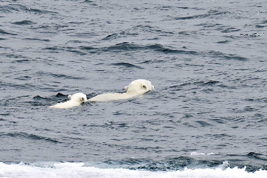 Melting kingdom of the Polar Bear [Photographs by Ashok K Vaish, Larry Porter and Darrell Gulin]