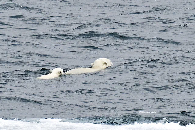 Melting kingdom of the Polar Bear [Photographs by Ashok K Vaish, Larry Porter and Darrell Gulin]