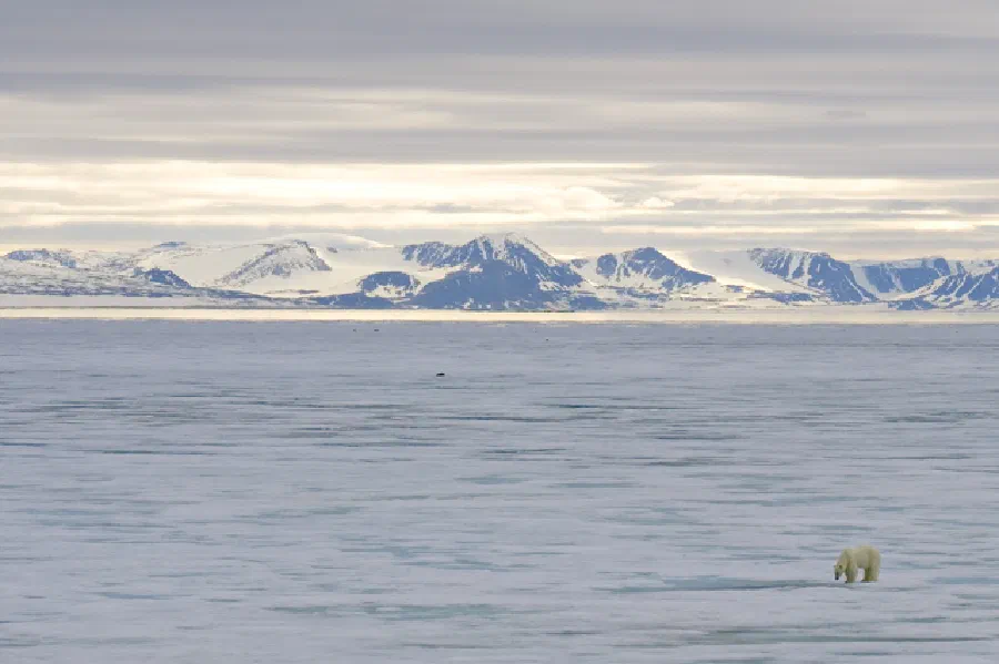 Melting kingdom of the Polar Bear [Photographs by Ashok K Vaish, Larry Porter and Darrell Gulin]