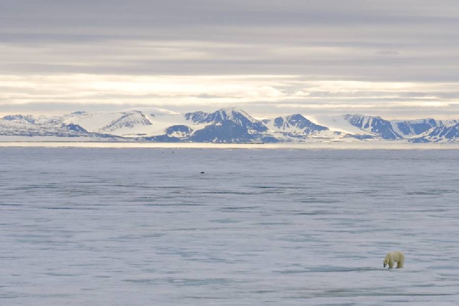 Melting kingdom of the Polar Bear [Photographs by Ashok K Vaish, Larry Porter and Darrell Gulin]