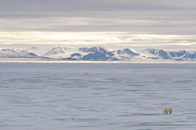 Melting kingdom of the Polar Bear [Photographs by Ashok K Vaish, Larry Porter and Darrell Gulin]