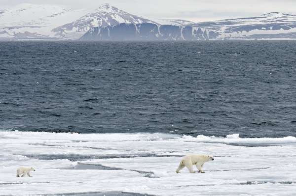 Melting kingdom of the Polar Bear