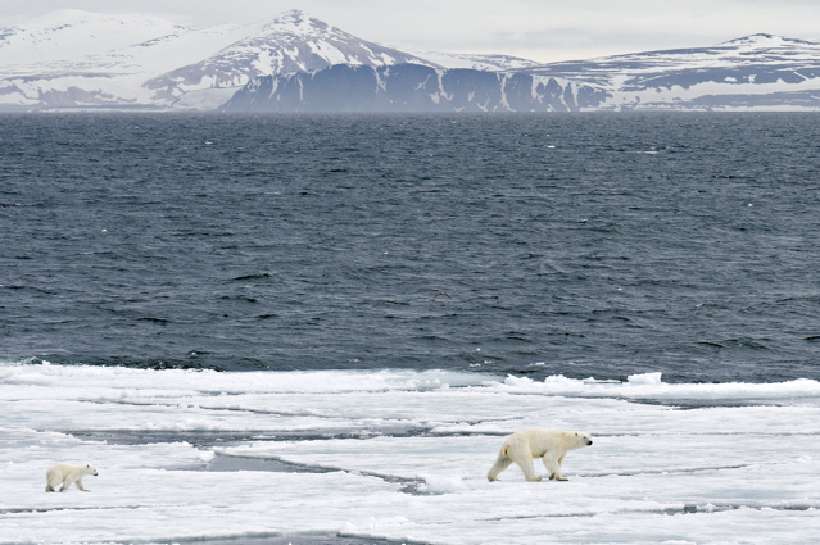 Melting kingdom of the Polar Bear