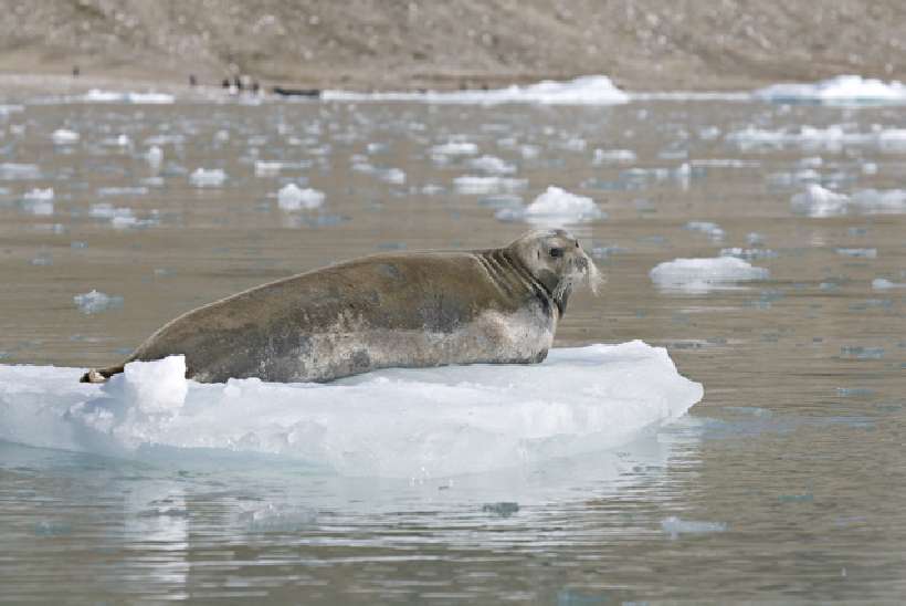 Melting kingdom of the Polar Bear [Photographs by Ashok K Vaish, Larry Porter and Darrell Gulin]