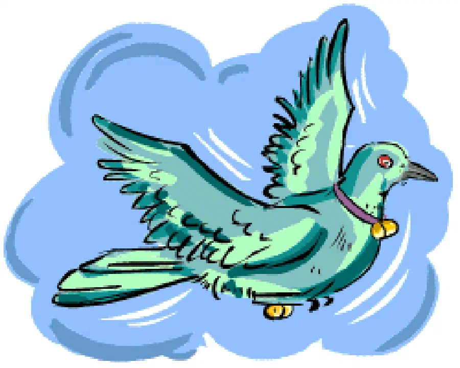 Where does the Pigeon Post Operate? [Illustration by Anup Singh]