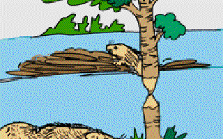 Why do Beavers Build Dams?