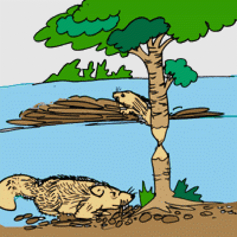 Why do Beavers Build Dams? [Illustration by Sudheer Nath]