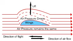 Why do Aeroplanes have Wings? [Illustration by Shinod AP]