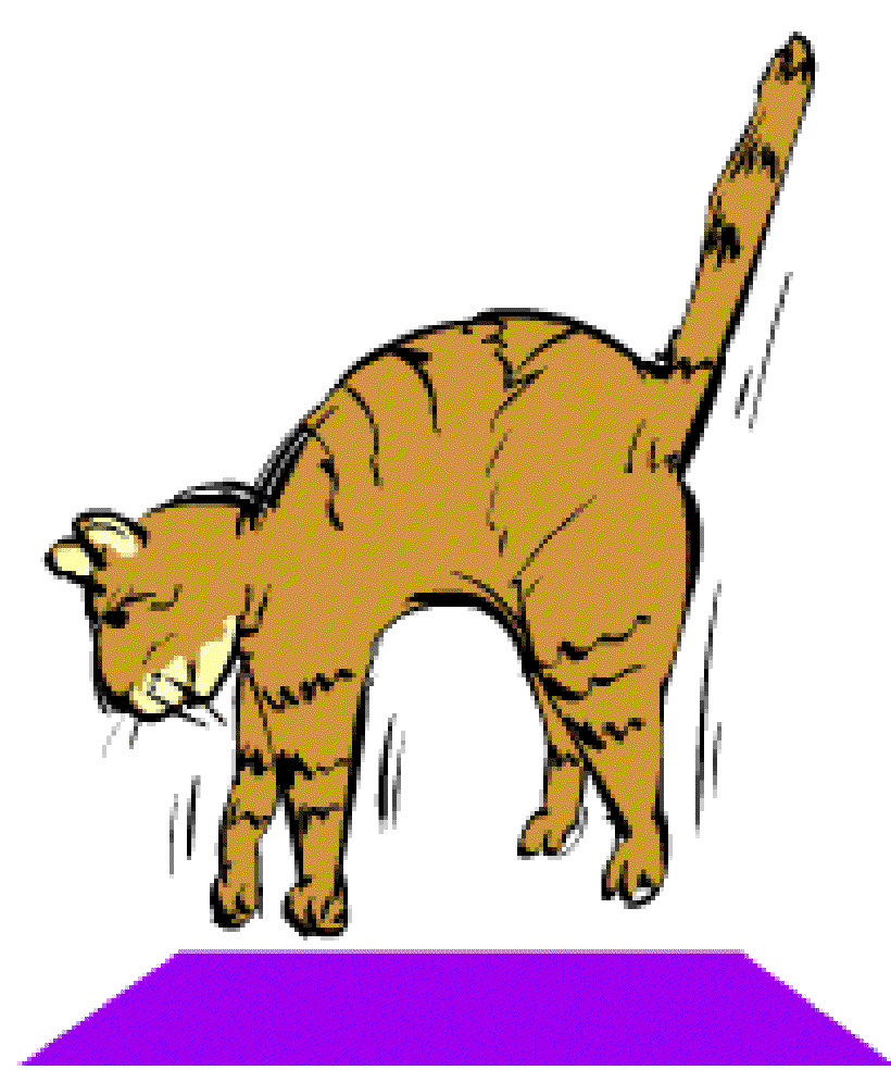 Why do Cats Always Land on Their Feet? [Illustration by Shinod AP]